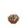 Recent gevangen Pokémon Bramblin