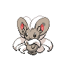 Cinccino